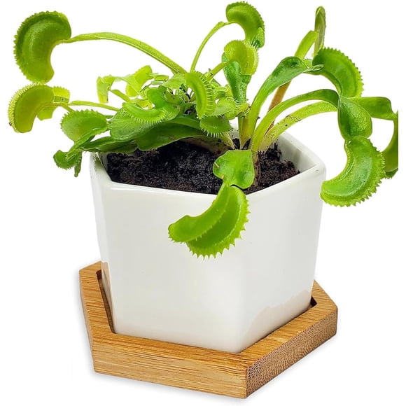 Kit de Planta Carnívora Venus Atrapamoscas Viva con Maceta - Nature Gift Store