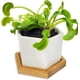 thumbnail image 1 of Kit de Planta Carnívora Venus Atrapamoscas Viva con Maceta - Nature Gift Store, 1 of 5