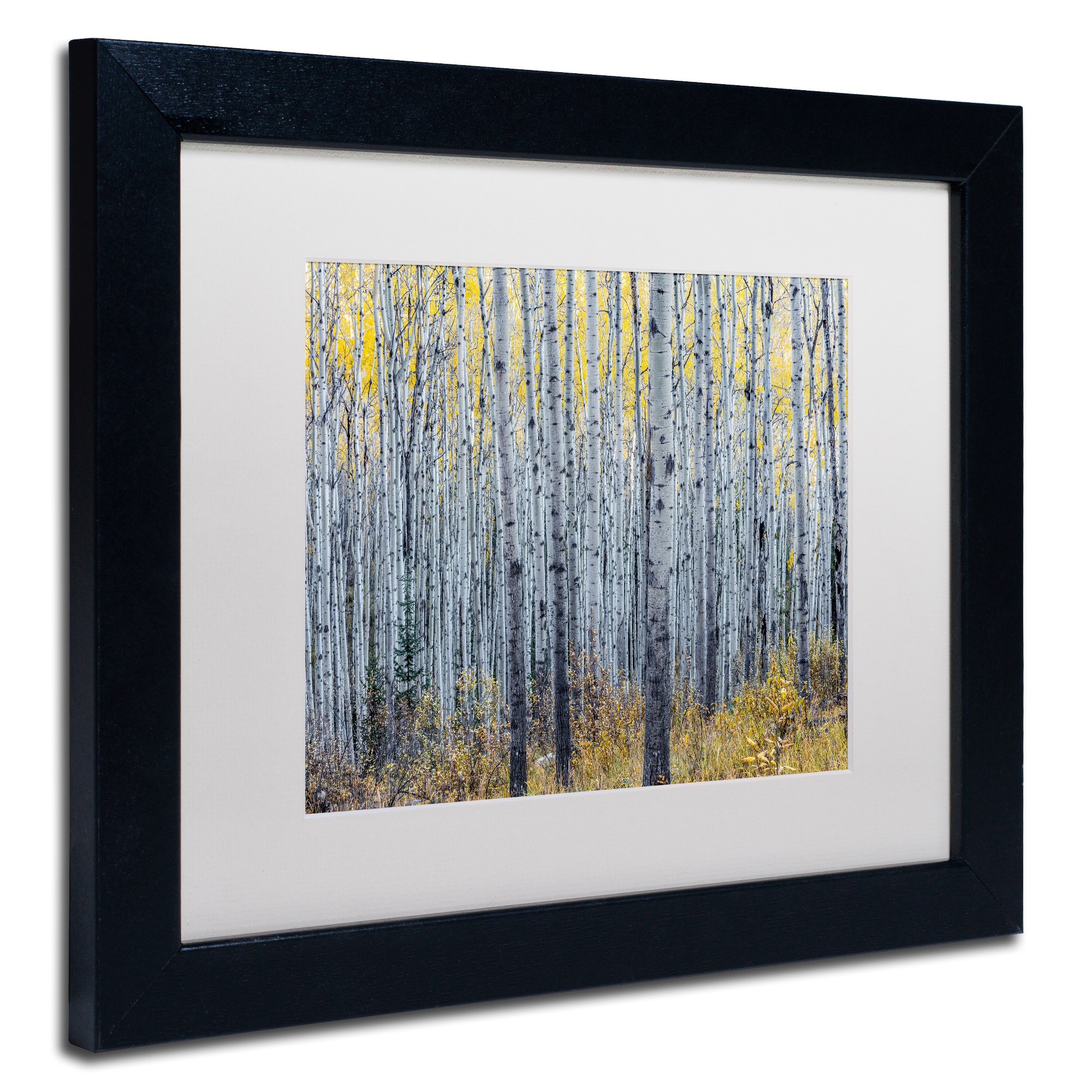 Trademark Fine Art 'Forest of Aspen Trees' Canvas Art by Pierre Leclerc, White Matte, Black Frame