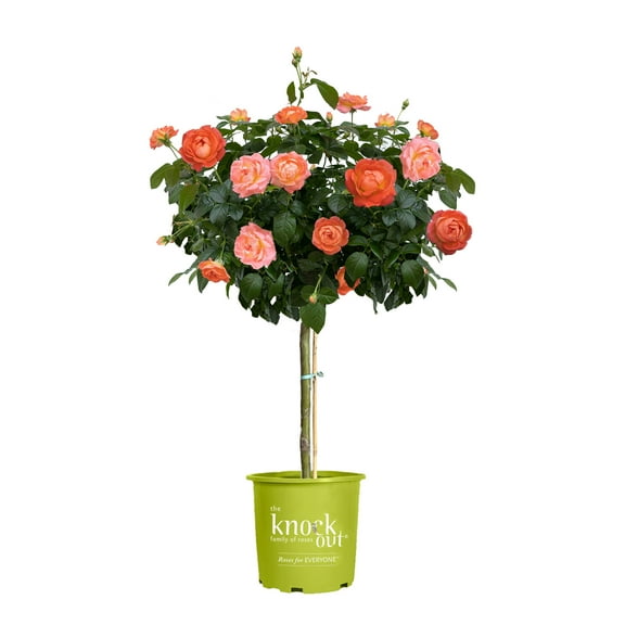 The Knock Out® Family of Roses 'The Orange Glow Knock Out® Rose' Live Tree in 3-Gallon Grower Pot