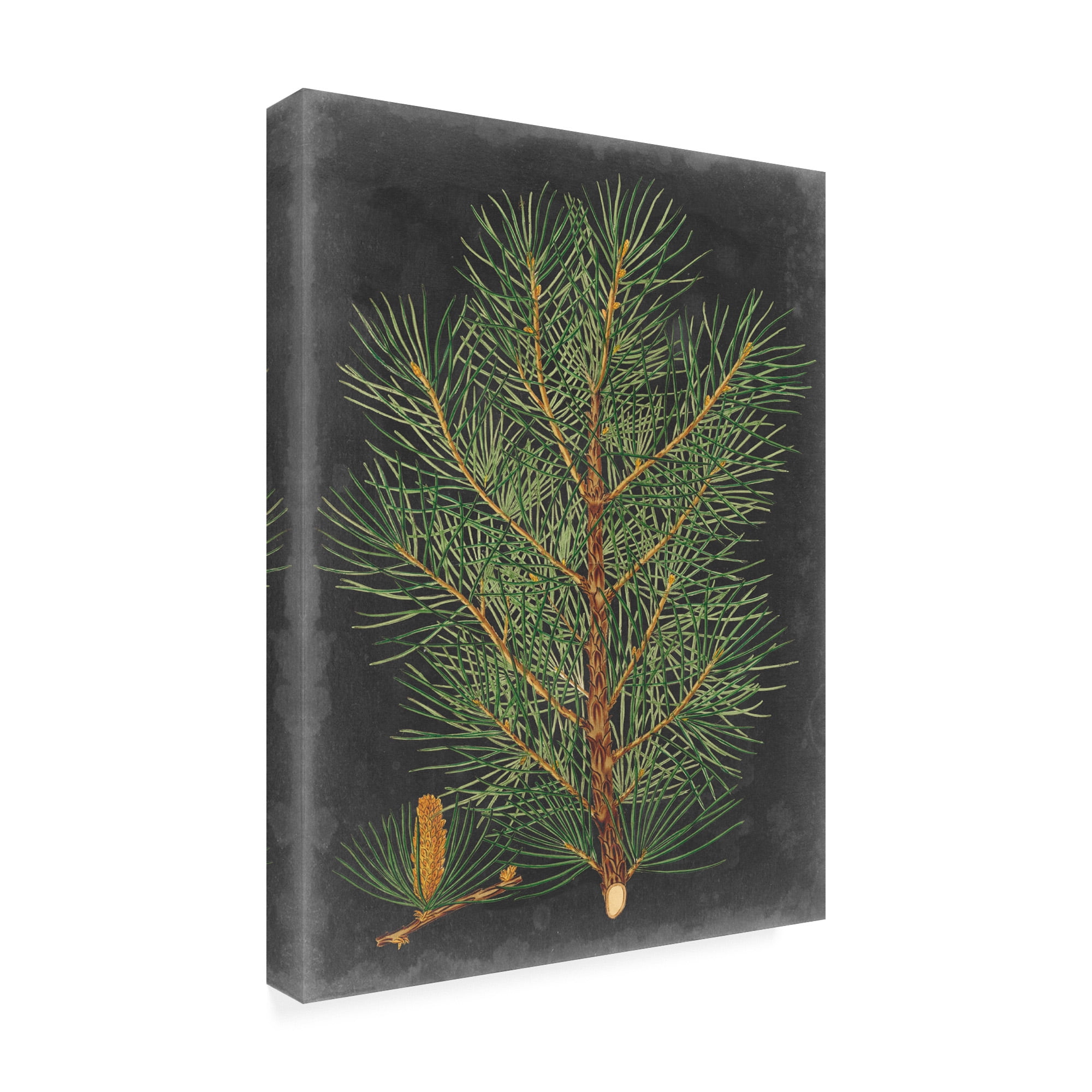 Trademark Fine Art 'Dramatic Pine Ii' Canvas Art by Vision Studio