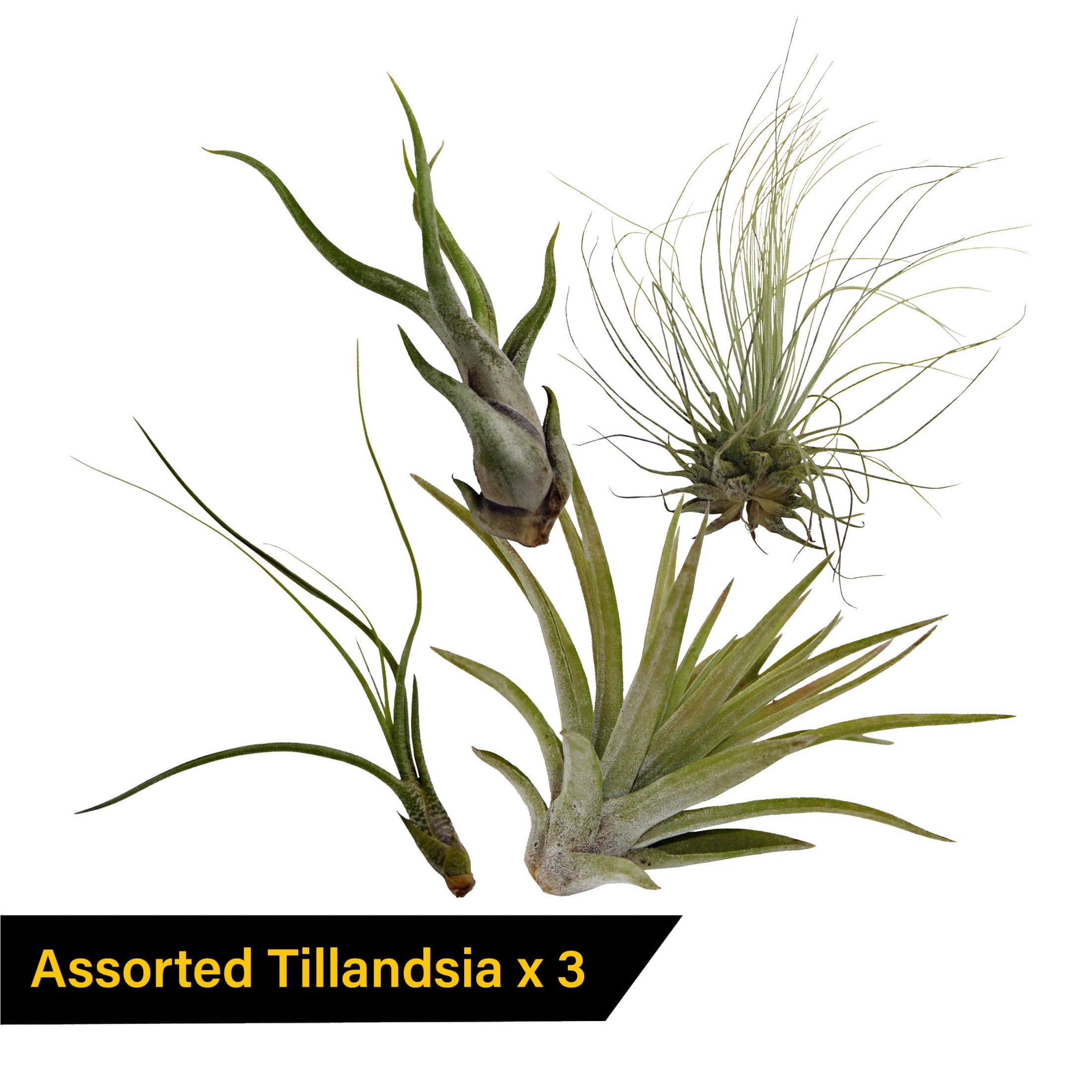 ReptiCulture Air Plant Bundle