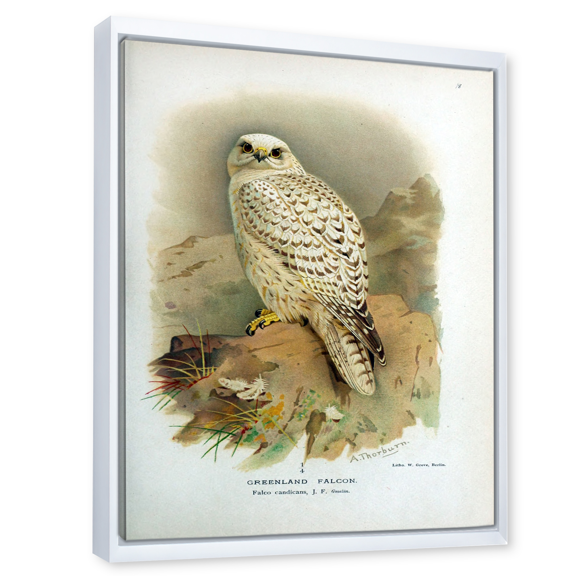 Designart 'Ancient Bird Life VII' Traditional Framed Canvas Wall Art Print
