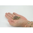 thumbnail image 2 of Turtle, Alligator Snapping Turtle, Plastic Reptile, Educational, Realistic, Figure, Lifelike Model, Figurine, Replica, Gift, 2 1/2" F9000 B48, 2 of 7