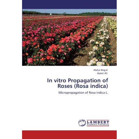 Propagation In Vitro des Roses (Rosa Indica)
