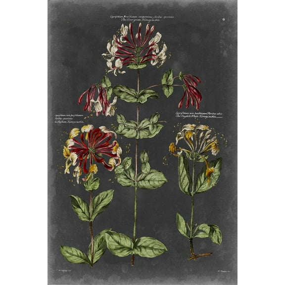 Art.com Vintage Botanical Chart I Art Print by Vision Studio, 12" x 18"