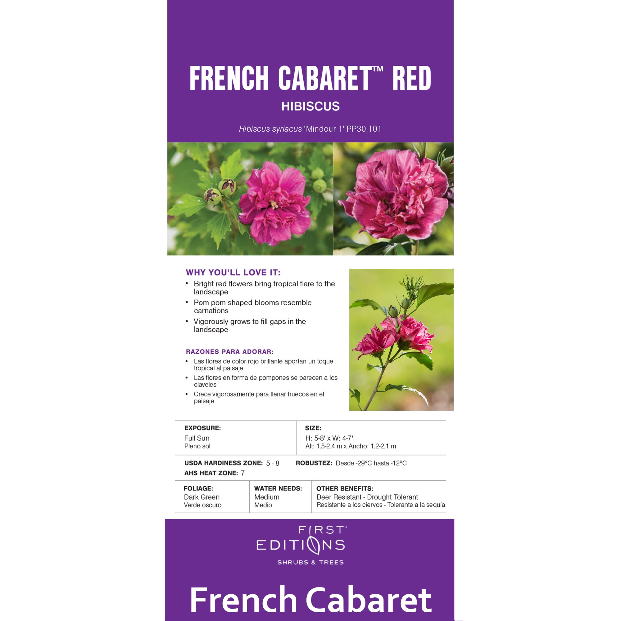 First Editions Hibiscus French Cabaret Live Shrub in 2-Gallon Grower Pot