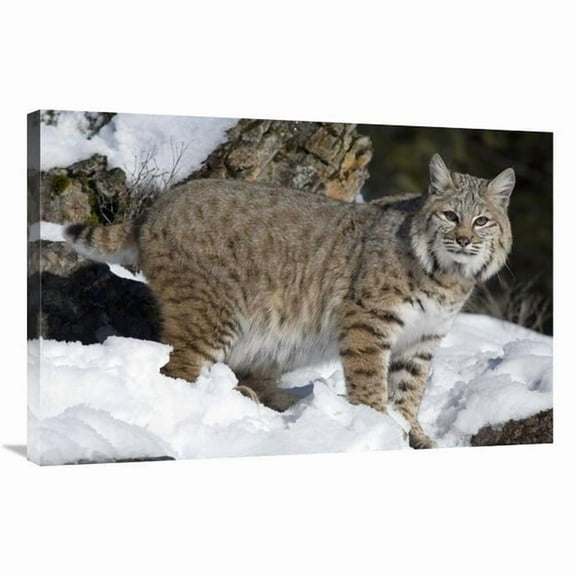 Global Gallery  Bobcat in the Snow - Kalispell - Montana Art Print - Matthias Breiter