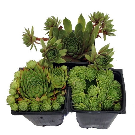 Hens & Chicks Collection 3 Live Plants -Sempervivum - Indoors or Out - 3