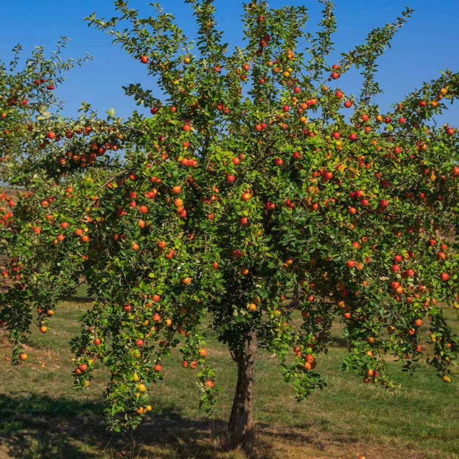 Expert Gardener 3-4 ft. tall Semi Dwarf Gala Apple Live Tree in 7- Gallon Grower Pot