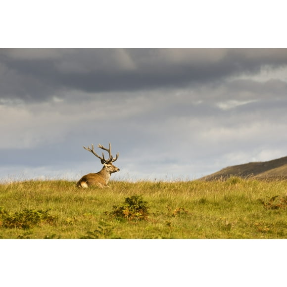 Island Of Islay, Scotland; Buck Resting On A Hill Poster Print (19 x 12)