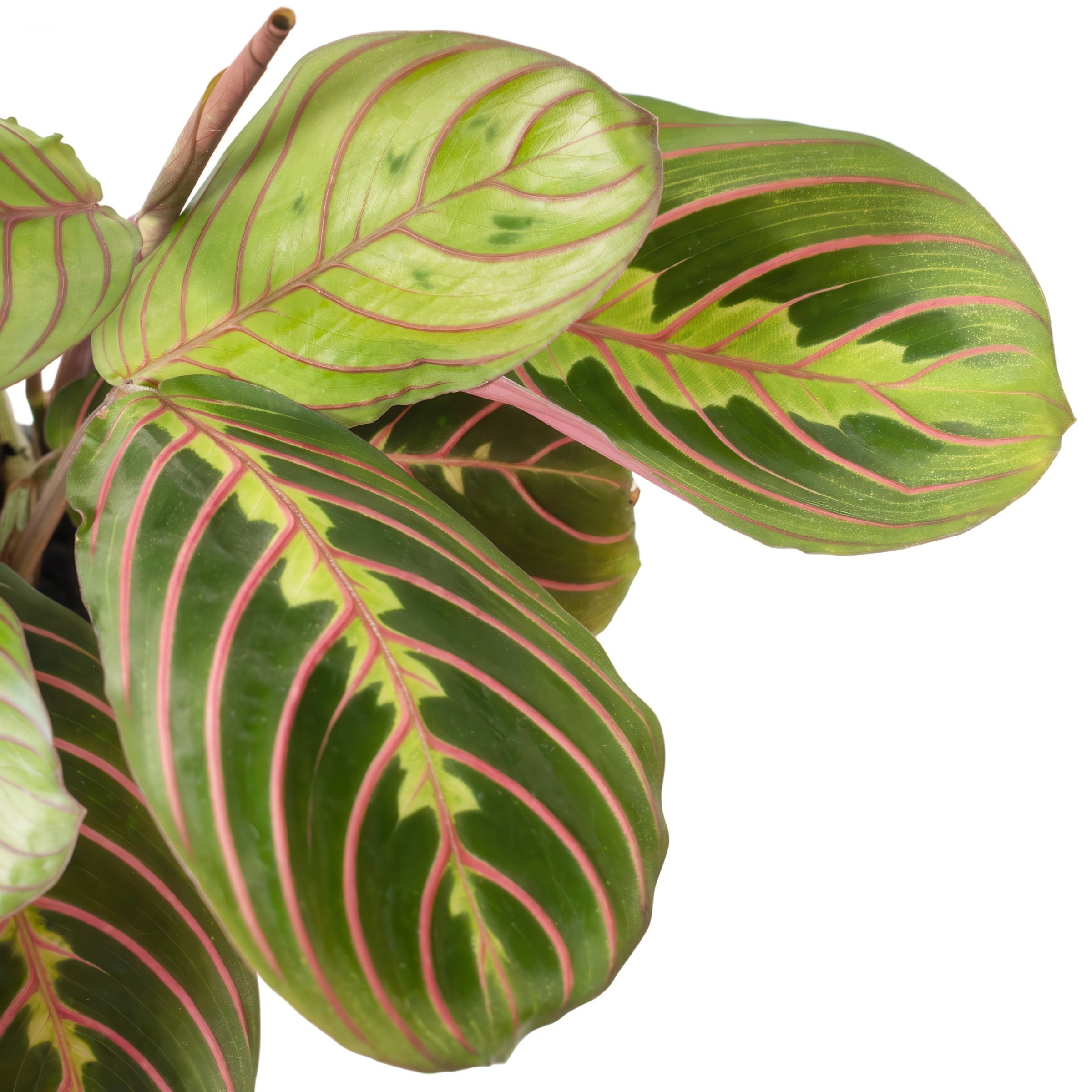 4 in. Maranta Red Plant in Grower Container (3-Pack)