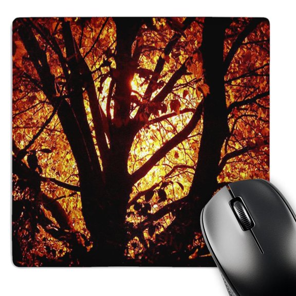 3dRose, Autumn Sun Shining Through the Tree, MousePad