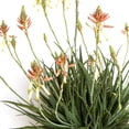thumbnail image 3 of Southern Living Safari Sunrise Aloe Live Shrub in 2.5-Quart Grower Pot, 3 of 8