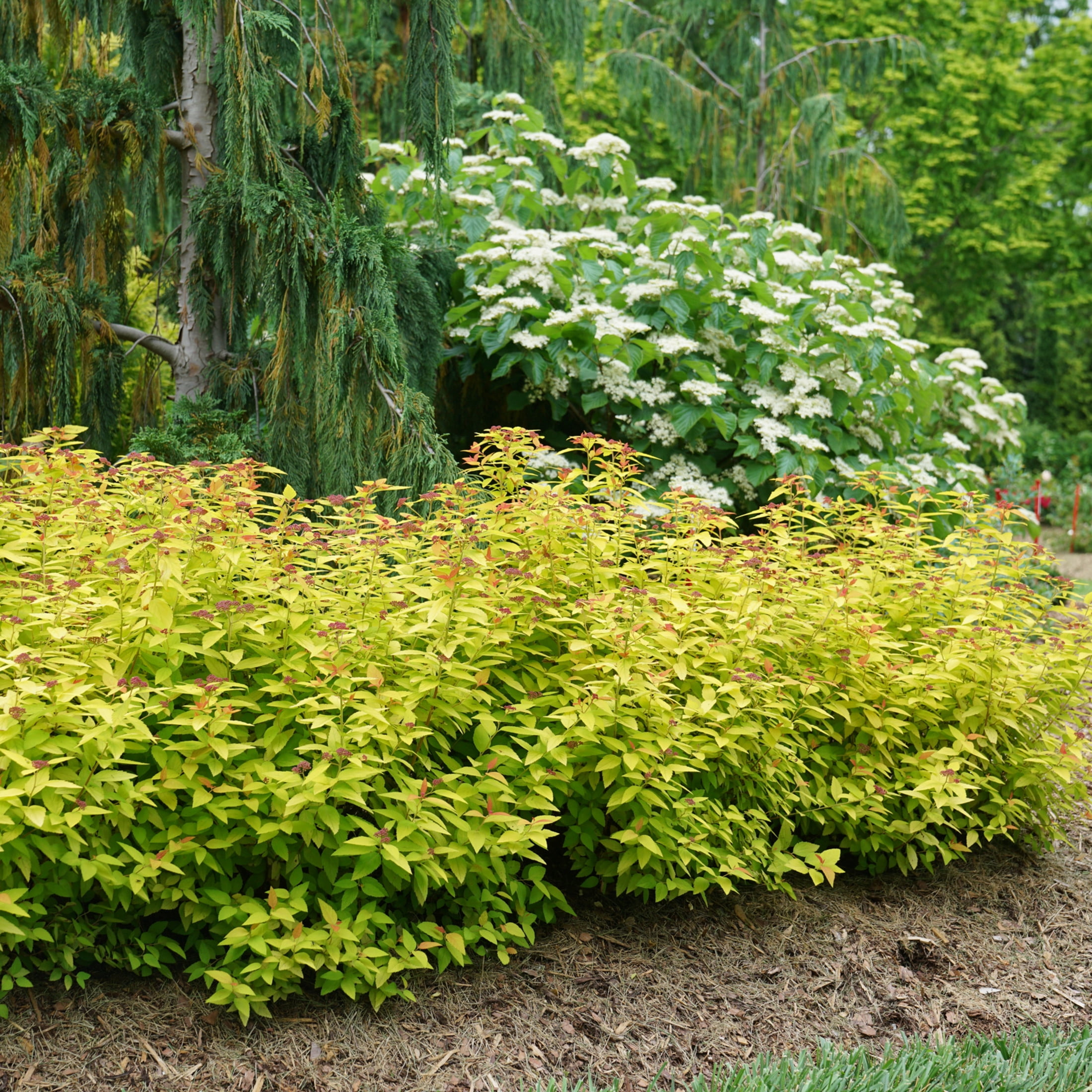 Proven Winners ColorChoice 5" Purple Double Play Candy Corn Spirea Live Plant in 4.5" Pot (4 Count)