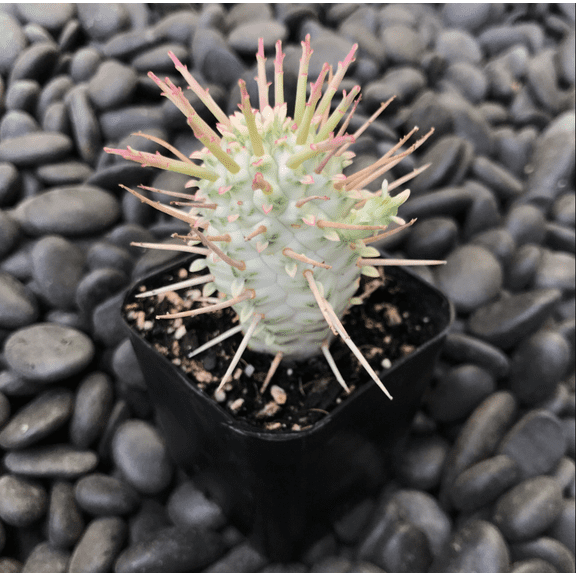 Variegated Corn Cob Cactus Euphorbia Mammillaris Cactus Live Plant 2 Inch for Indoor Outdoor Home Office Garden Decor