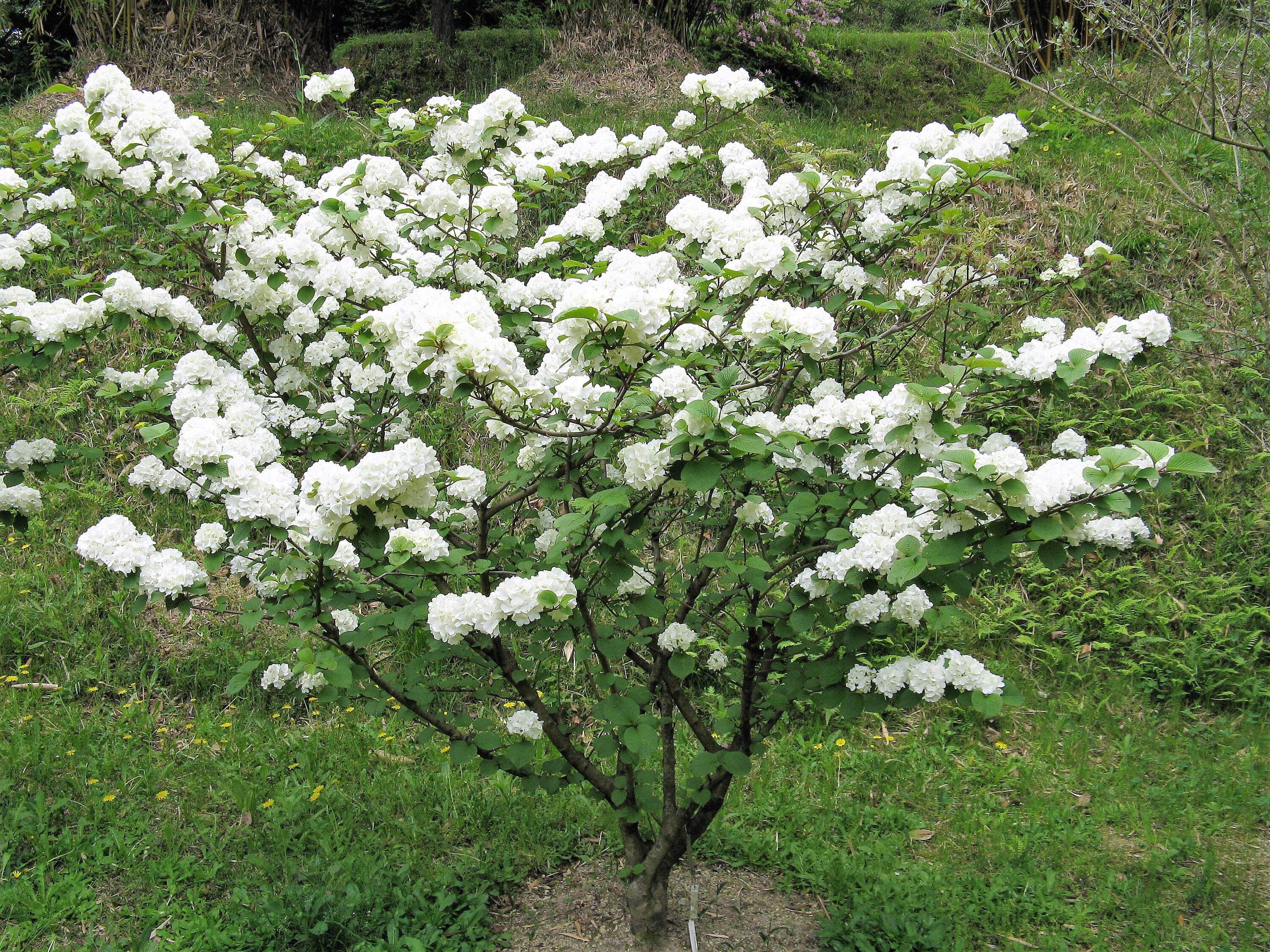 20 American Highbush Cranberry Seeds – Viburnum Trilobum, White Flowers & Red Fruit, Perennial Shrub