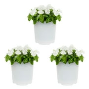 Expert Gardener 2.5QT White Vinca Annual Live Plants (3 Count) with Grower Pot