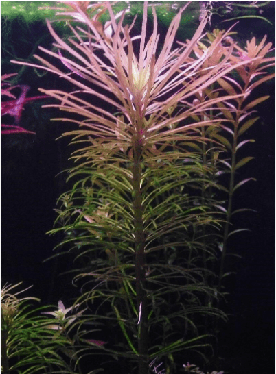 Eusteralis Stellata Pogostemon Live Aquarium Plant – Fresh Live Aquatic Stem Plant for Planted Fish Tanks