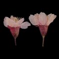 thumbnail image 4 of segolike 12 Pack Natural Pressed Dried Flowers Side Pressed Flowers For crafts, 4 of 9