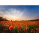 thumbnail image 3 of Pósteres de arte de paisaje de sol y campo de girasoles vintage al atardecer, impresiones en lienzo, cuadros de pared para la decoración del hogar de la sala de estar, 3 of 5