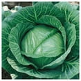 thumbnail image 3 of Everwilde Farms - 500 Brunswick Cabbage Seeds - Gold Vault Jumbo Bulk Seed Packet, 3 of 5