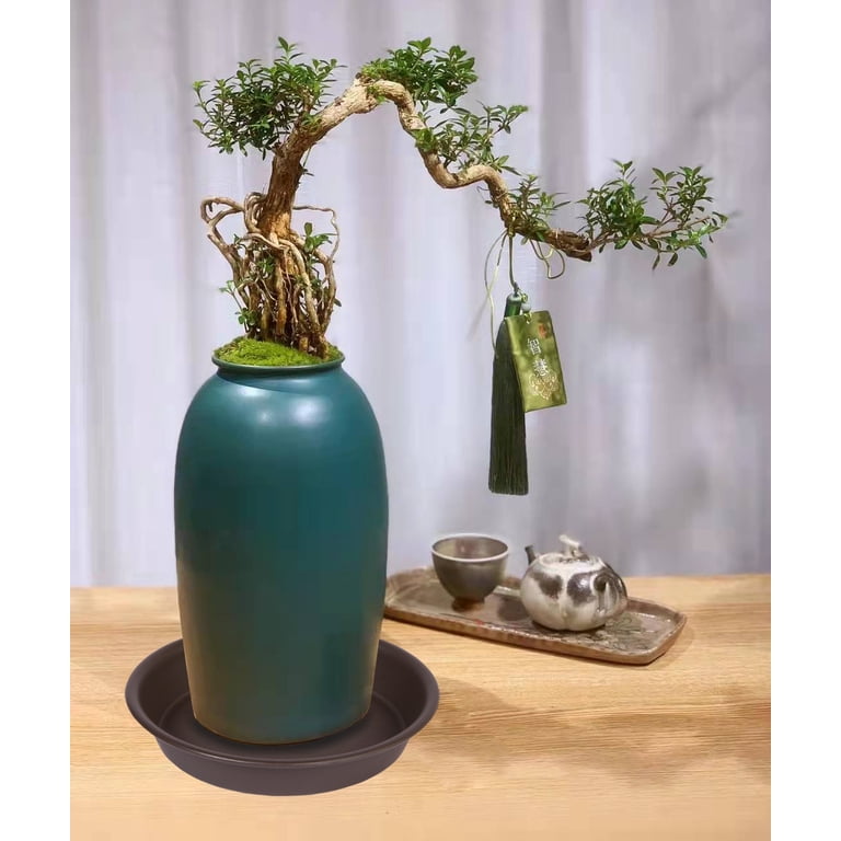 bird's nest snake plant jewel of india Green Birds Nest Snake Plant - 4