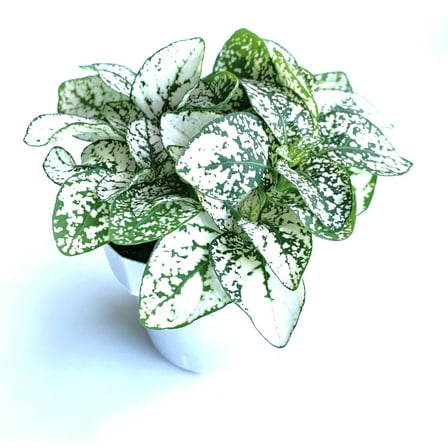 Hypoestes White Splash Live Potted House Plants