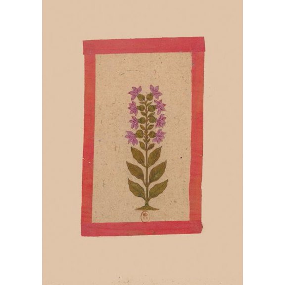 Bnf Botanique Carnet Blanc, Fleur 2, Miniature Indienne 18e Siècle, (Paperback)