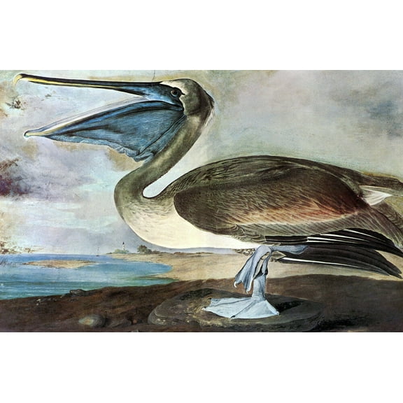 Audubon Brown Pelican - Canvas OR Print Wall Art