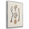thumbnail image 3 of Knorr Shells & Coral IV - Framed Premium Gallery Wrapped Canvas L Frame 3 Piece Set - Ready to Hang, 3 of 9