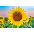 thumbnail image 4 of 50 HOPI COMMON SUNFLOWER Helianthus Annuus Flower Seeds, 4 of 10