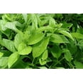 thumbnail image 2 of Longevity Spinach - 40 Live Starter Plants - Gynura Procumbens - Grow Your Own Vegetables and Fruit in The Garden or Patio, 2 of 5