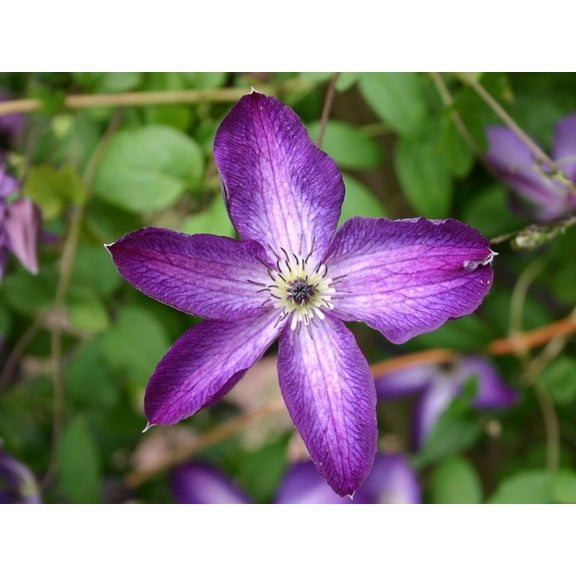 Clematis Venosa Violacea - Live Plant in a 4 Inch Growers Pot - Clematis ' Venosa Violacea' - Starter Plants Ready for The Garden - Beautiful Purple and White Flowering Vine