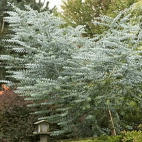 Outsidepride 25 Seeds Perennial Eucalyptus Silver MVR1 Dollar Tree Seeds for Planting
