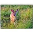 thumbnail image 1 of Deer Ceramic Tile Mural Kitchen Backsplash Bathroom Shower 402715-S43, 1 of 3