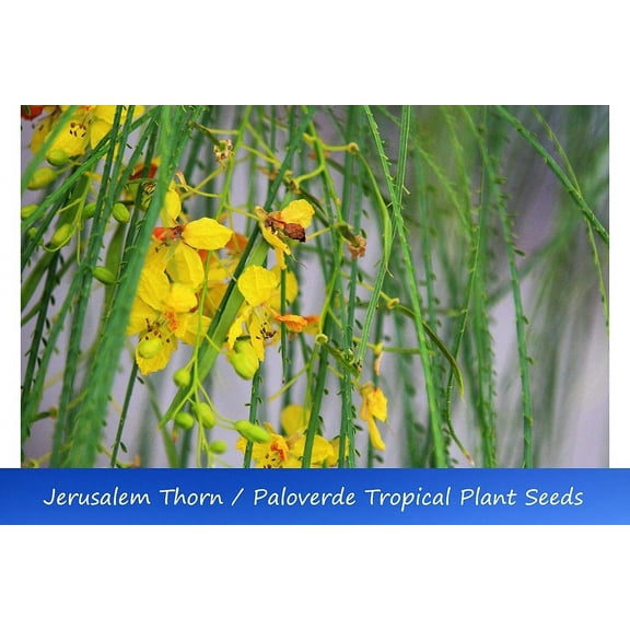 Tropical Seeds -Jerusalem Thorn-10 Seeds - Perfect for Container  and  Deck Gardens -Parkinsonia aculeata - See Listing