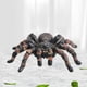 thumbnail image 4 of Figuras de realistas Accesorios de juguetes preescolares Juegos de juegos Figura de aprendizaje de plástico Figura de animal de simulación realista para suministros de fiesta Pequeña perfke Figuras de Araña, 4 of 9