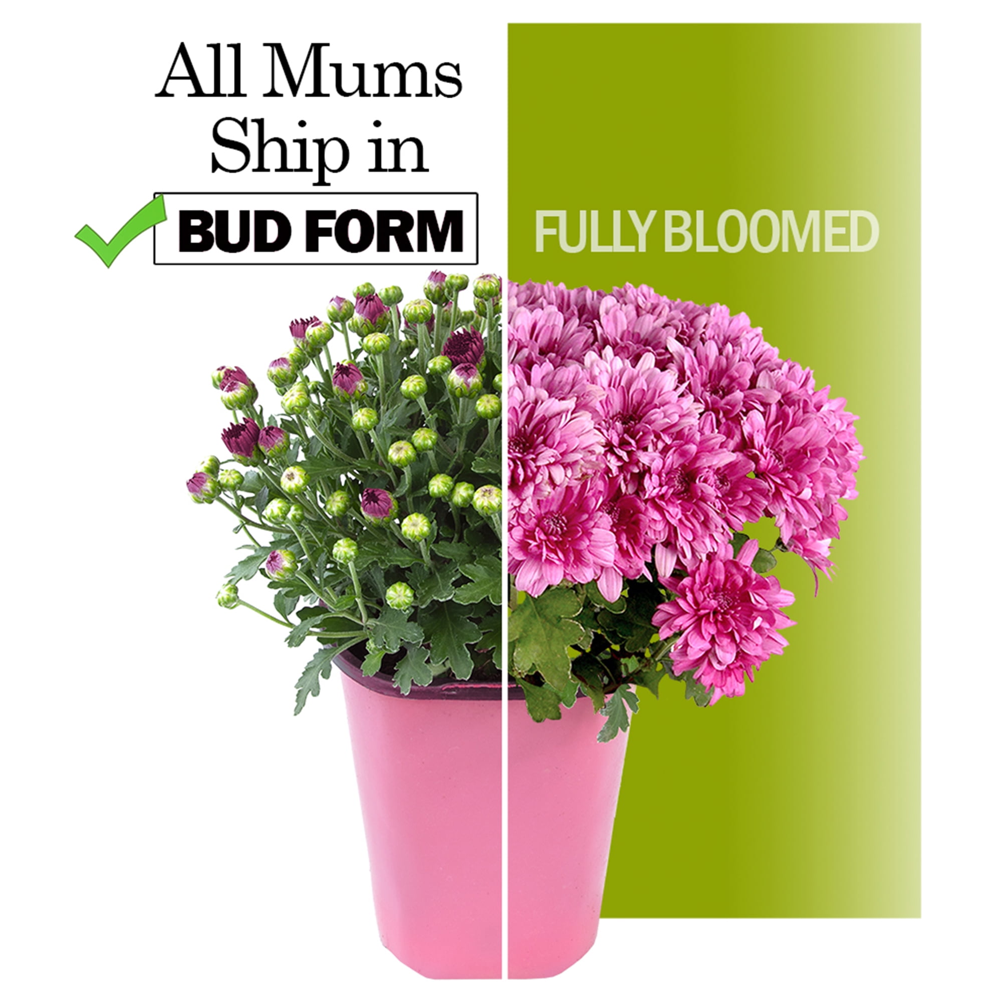 Expert Gardener 3QT Red Mum Live Plant