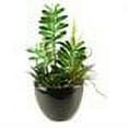 thumbnail image 2 of D&W Silks Succulent Aloe and Echeveria in a Round Ceramic Planter, 2 of 2