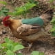 thumbnail image 1 of Ganfancp 2023 Silla de Aves para Gallinas Delantal de Pollo con Correa Elástica Chaqueta de Pollo con Correa Protector de Aves Fijador de Plumas de Gallina Elegante Disfraz para Espectáculos Ajuste L, 1 of 5