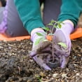 thumbnail image 5 of Window Garden Basil Herb Kit - Grow Your Own Food Easily & Fun, 5 of 7