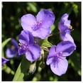 thumbnail image 2 of Everwilde Farms - 1 oz Prairie Spiderwort Native Wildflower Seeds - Gold Vault Bulk Seed Packet, 2 of 2