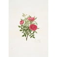 thumbnail image 2 of Mary Lawrance 11x14 Gold Ornate Wood Frame and Double Matted Museum Art Print Titled - Rosa Centifolia5 (1799), 2 of 4