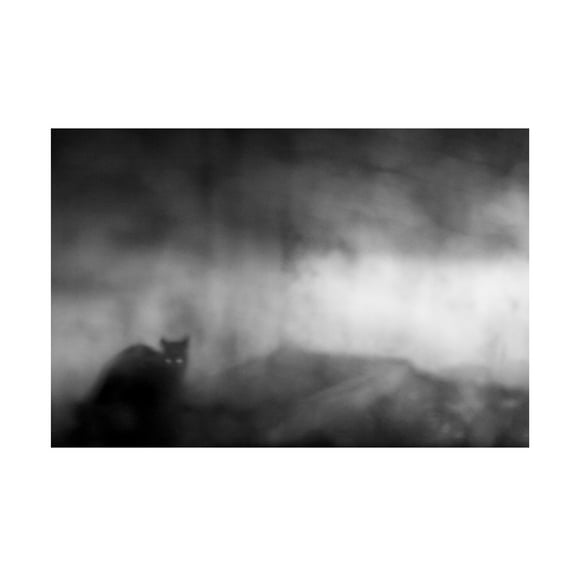 Tudor Amot 'Black Cat' Canvas Art