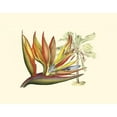 thumbnail image 3 of Edwards, Sydenham 18x15 Black Modern Framed Museum Art Print Titled - Bird of Paradise II, 3 of 5