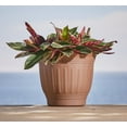 thumbnail image 4 of Bloem Colonnade Wood Resin Planter 16" Dark Earth Brown, 4 of 6