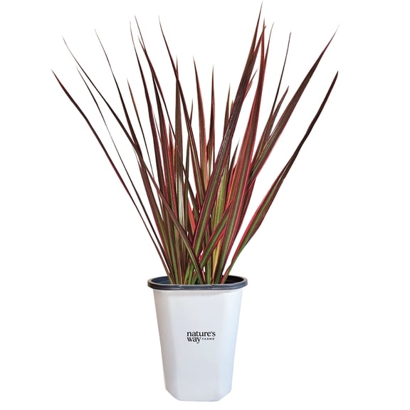 Nature's Way Farms Dracaena Marginata 'Colorama' Live Accent Plant (7-11in Tall) in Grower Pot