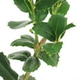 thumbnail image 6 of National Plant Network 3 gal. Ilex Auburn, 6 of 10