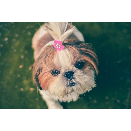 Lovely Dog Print - LAMINATED POSTER Pedigreed Pet Dog Animal Cute Lovely Doggy Foxy Poster Print 24 x 36